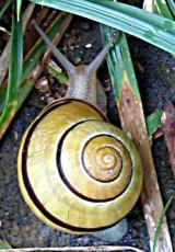 snail_